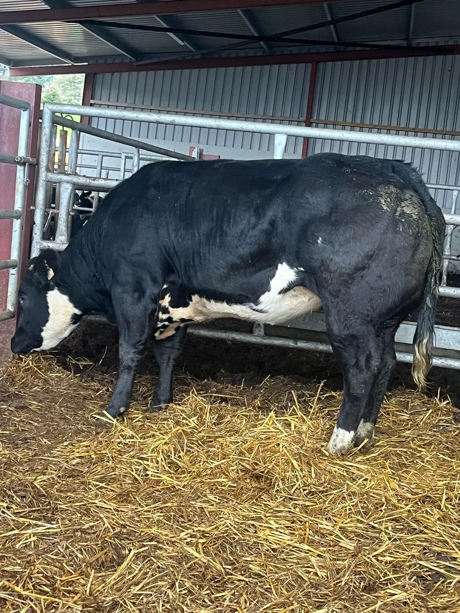 🔥🔥 BREEDING HEIFER 🔥🔥 - Image 3