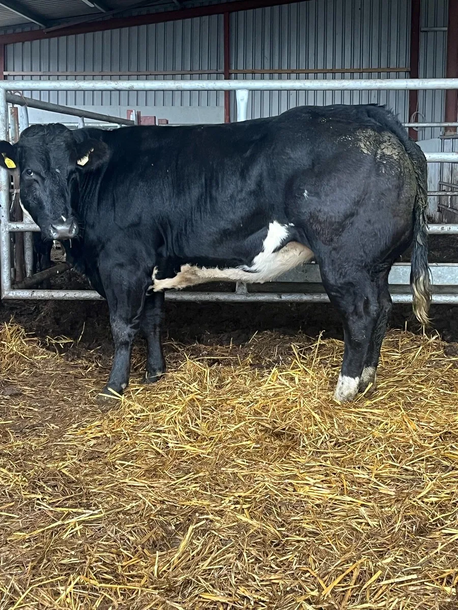 🔥🔥 BREEDING HEIFER 🔥🔥 - Image 4