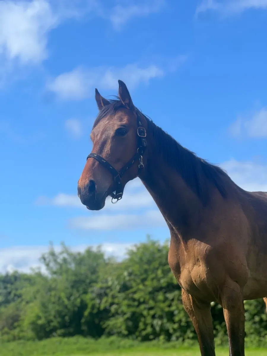 4 year old TB - Image 1