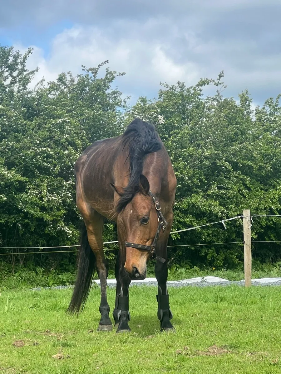 4 year old TB - Image 2