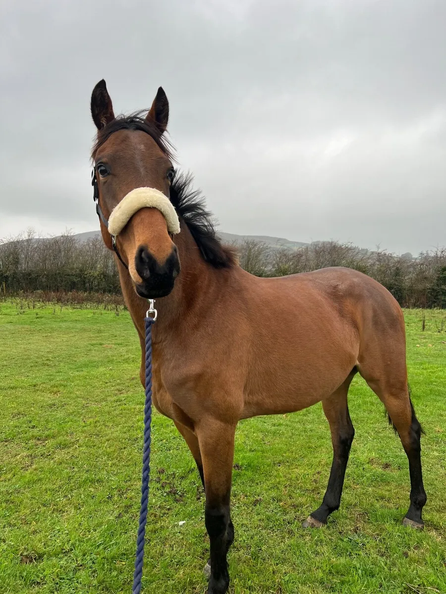 4 year old TB - Image 3