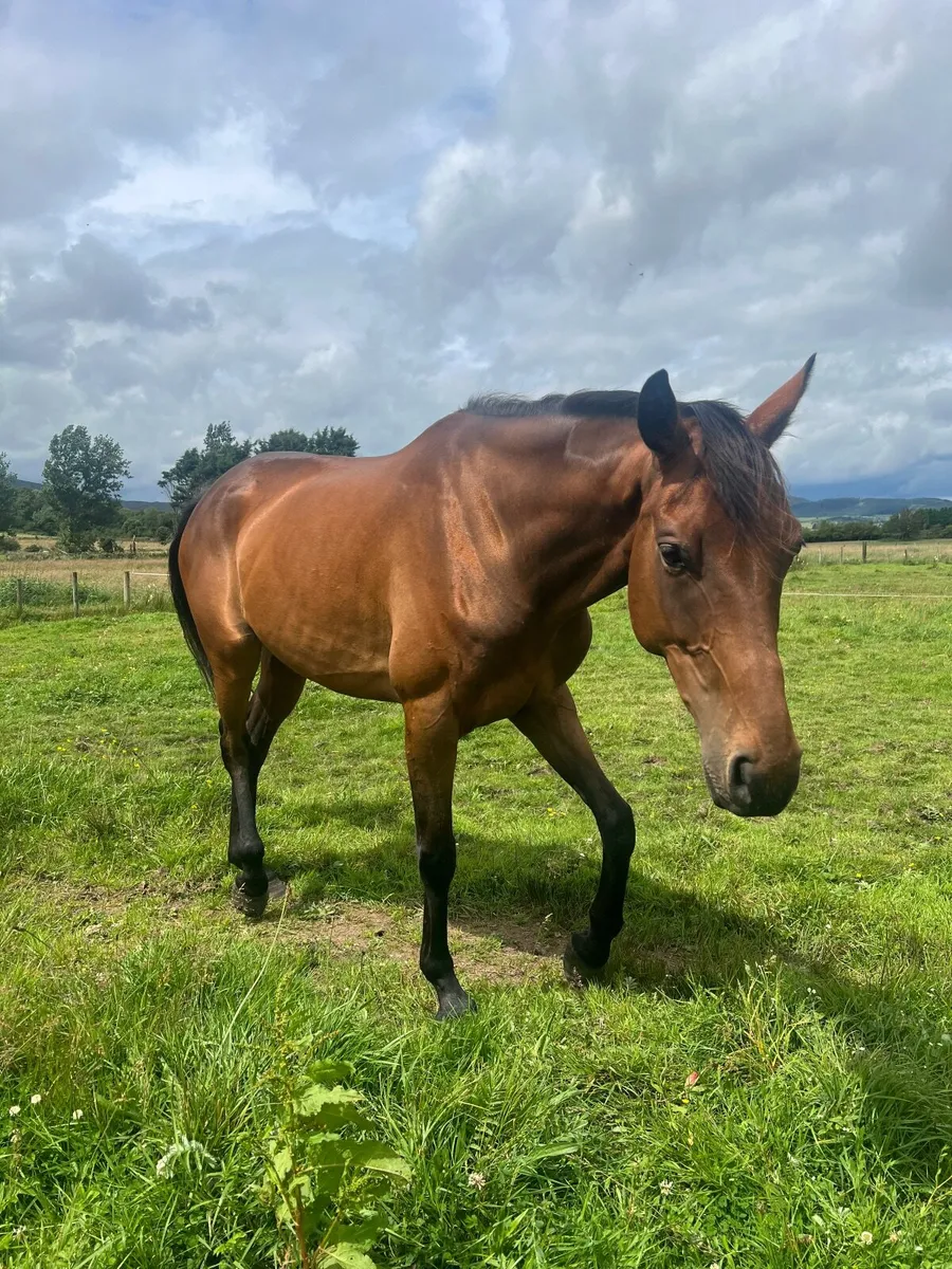 4 year old TB - Image 4