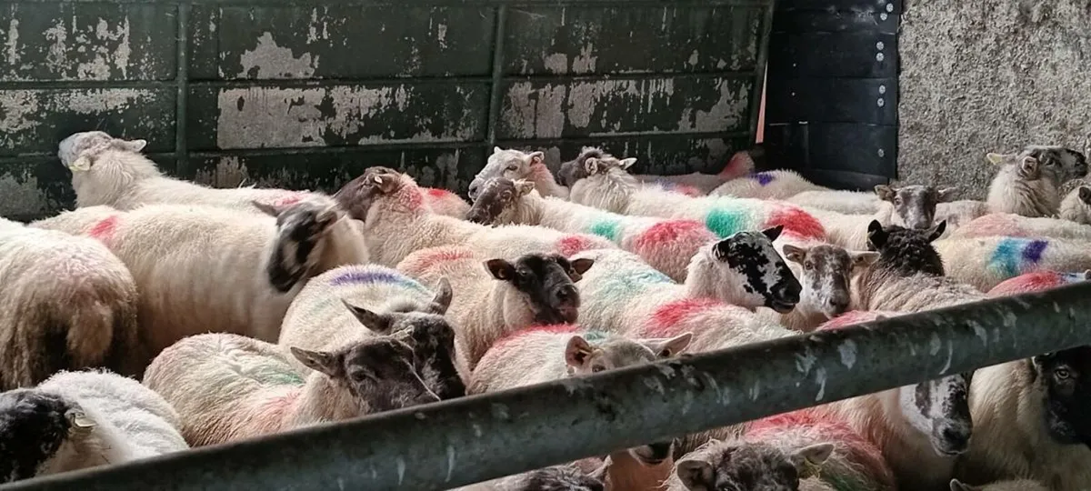 40 quality  genuine ewes running with rams. - Image 1