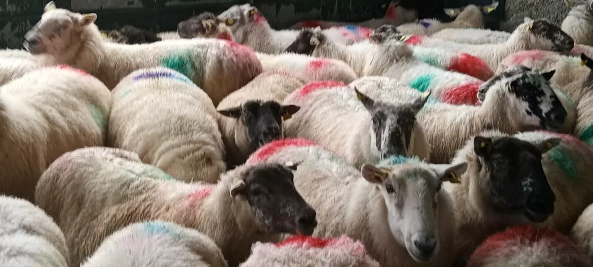 40 quality  genuine ewes running with rams. - Image 2