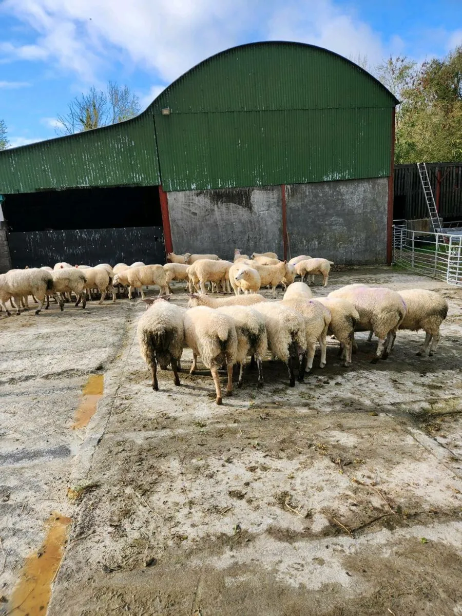 Ram lambs - Image 1