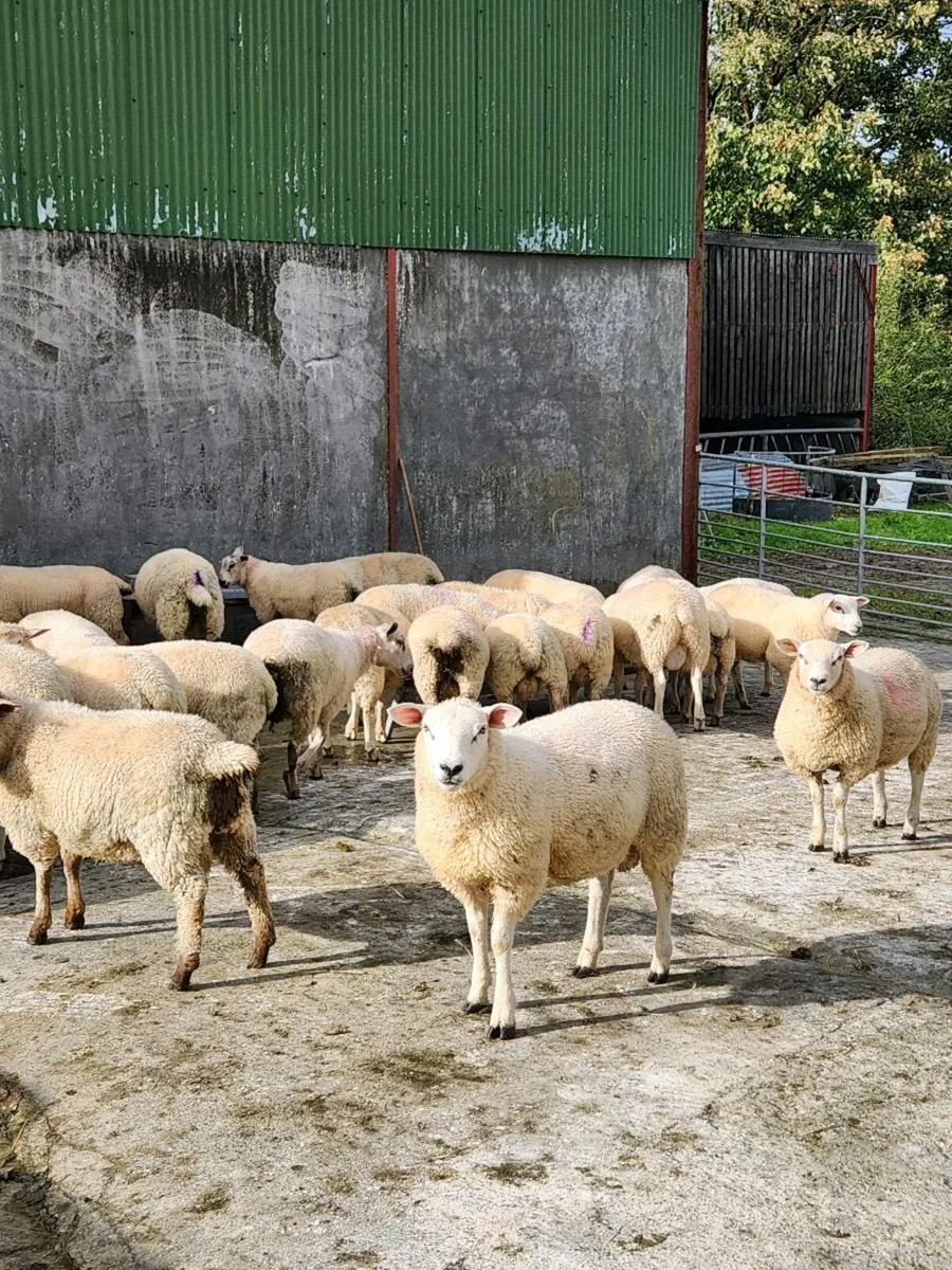 Ram lambs - Image 2