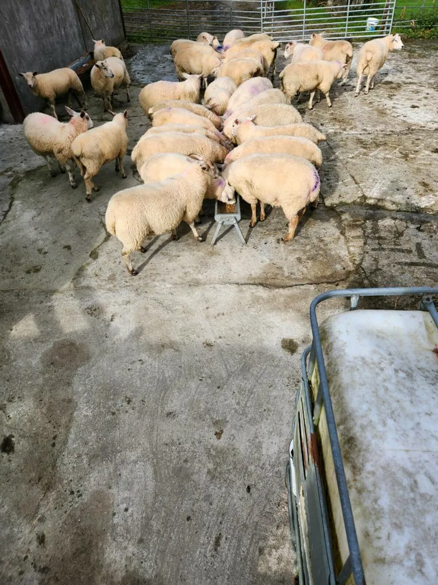 Ram lambs - Image 3