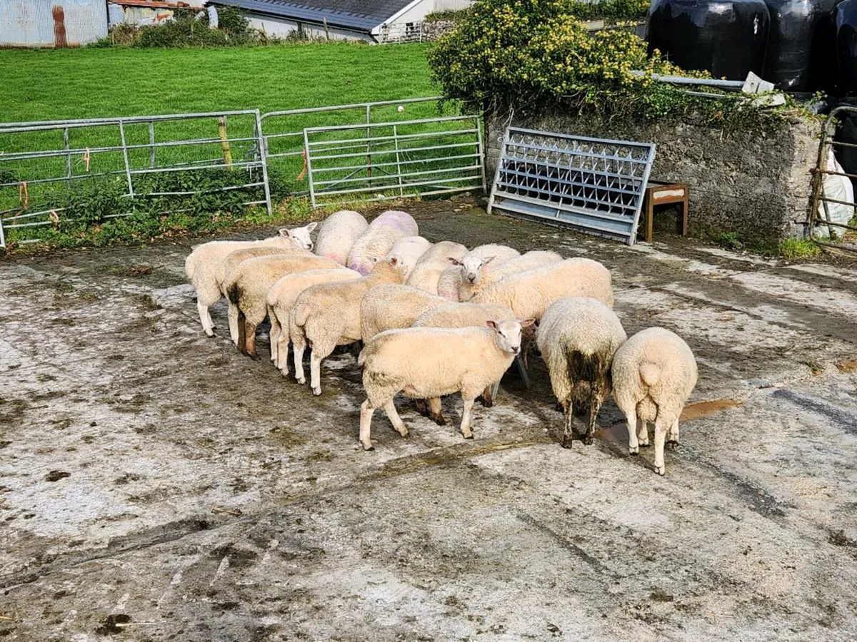 Ram lambs - Image 4