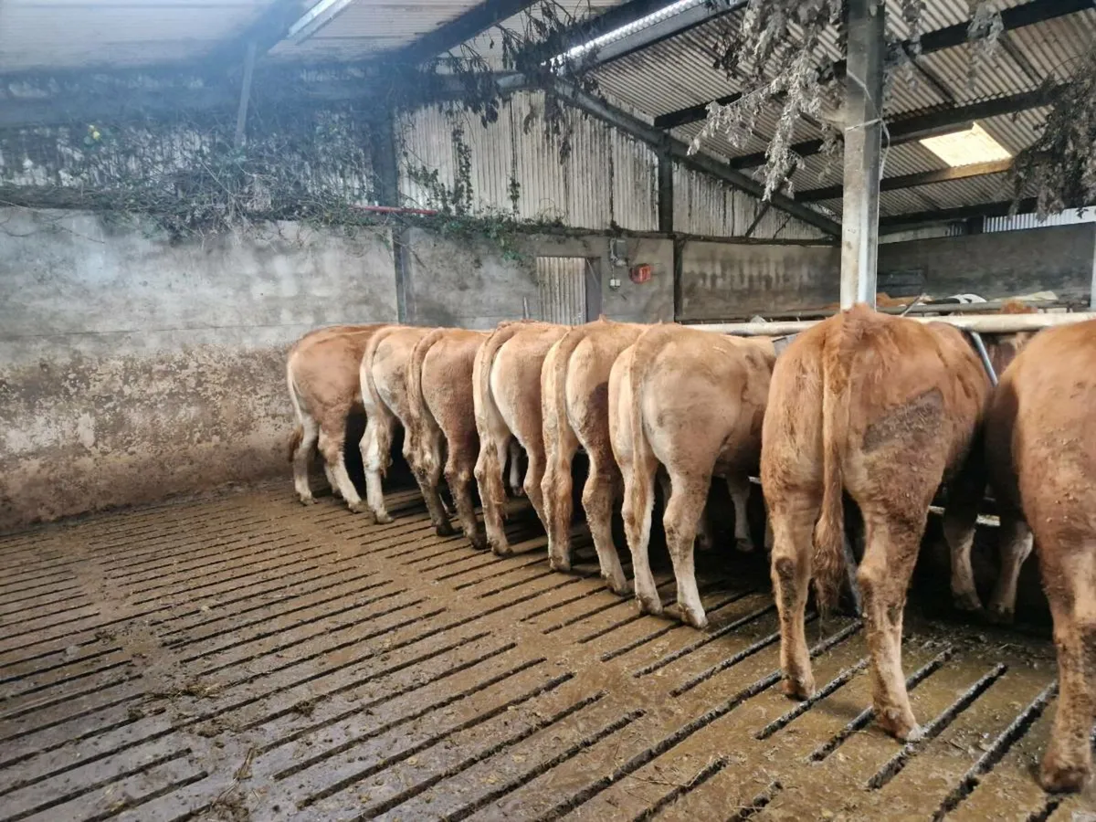 10 Breeding Heifers - Image 2