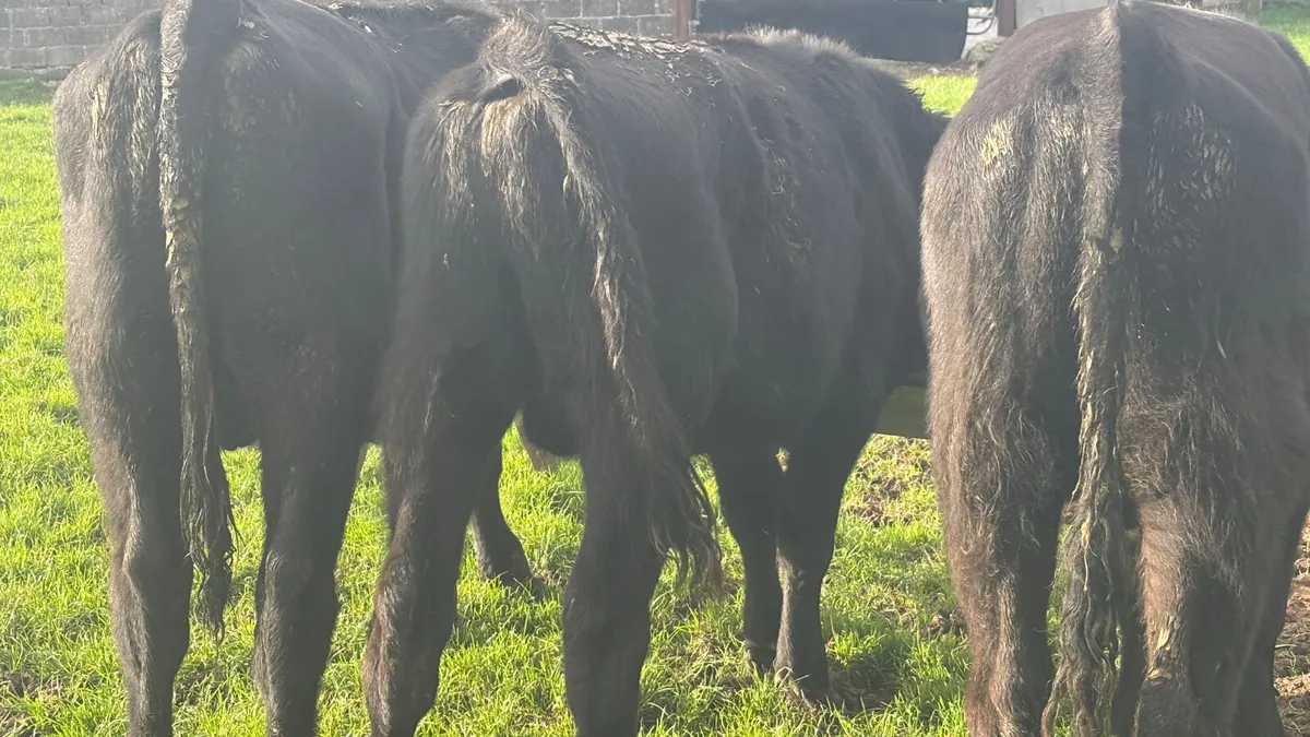 3 Aberdeen Angus Bullocks - Image 3