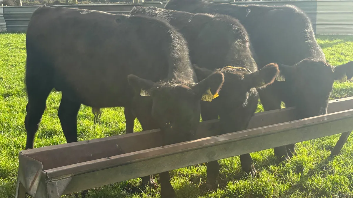 3 Aberdeen Angus Bullocks - Image 1