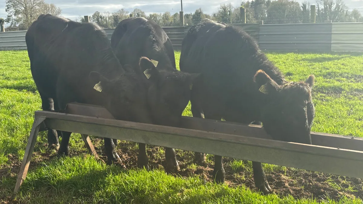 3 Aberdeen Angus Bullocks - Image 4