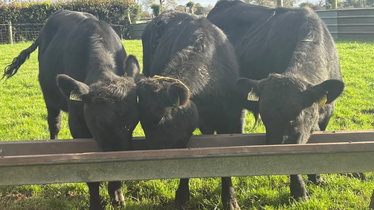 3 Aberdeen Angus Bullocks - Image 2