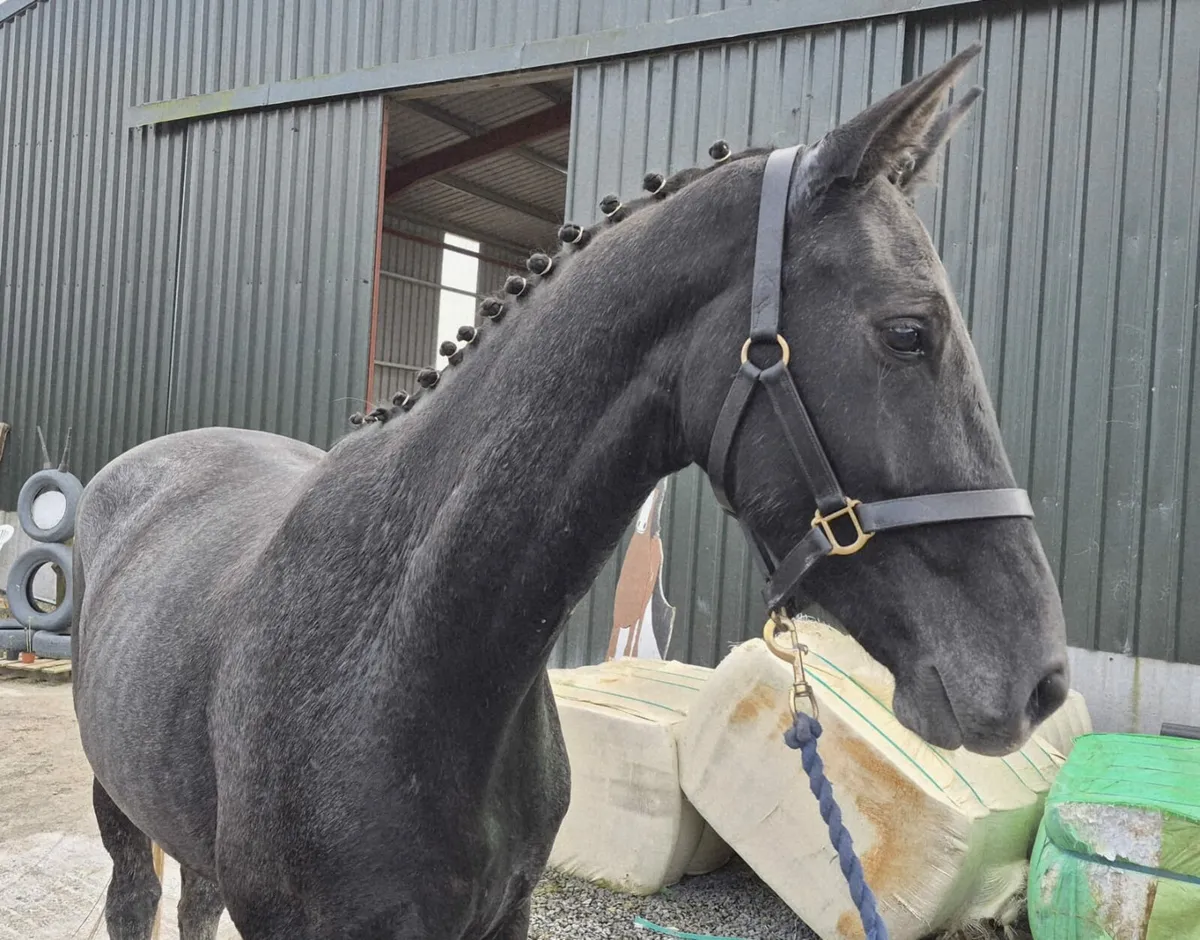Livello x High Roller 3 Yr Old Gelding - Image 1