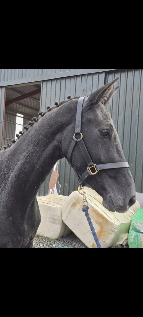 Livello x High Roller 3 Yr Old Gelding - Image 3