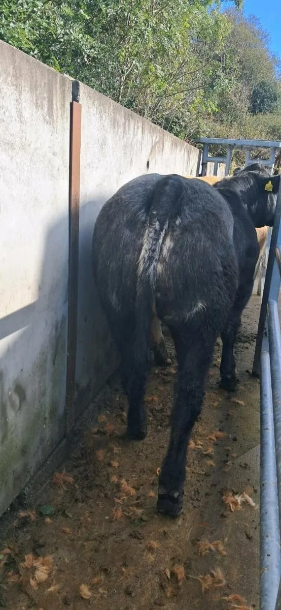 ***show heifer**** - Image 1
