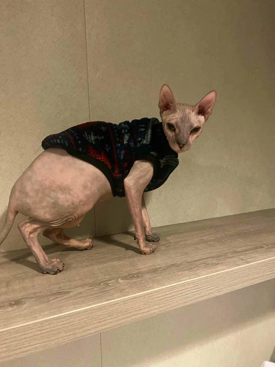 Don Sphynx Daphne, WCF registered, for sale - Image 1