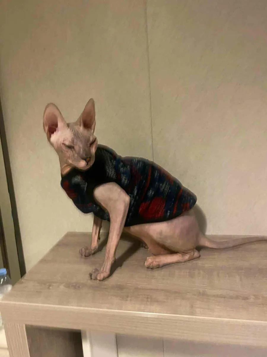 Don Sphynx Daphne, WCF registered, for sale - Image 1