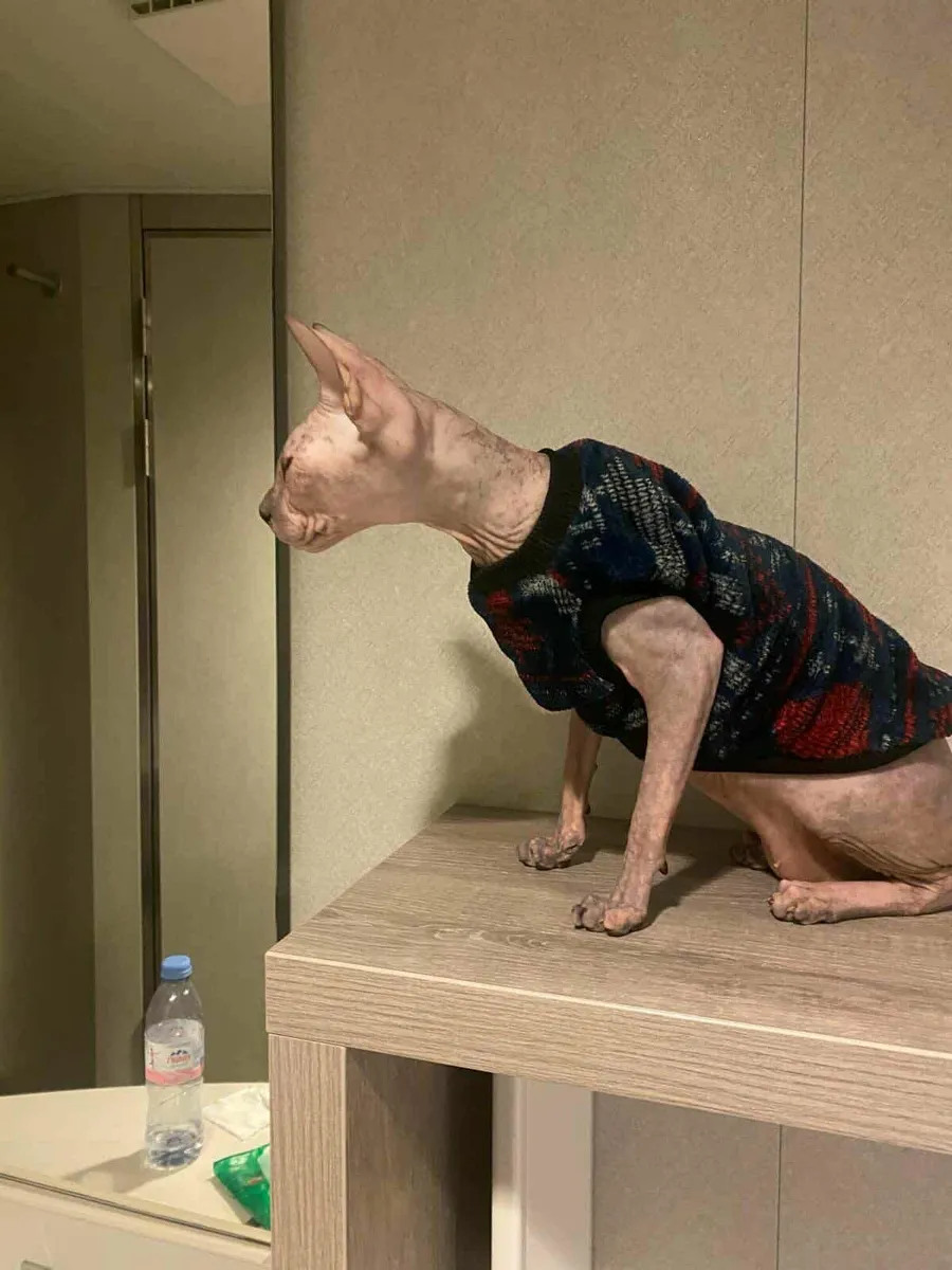 Don Sphynx Daphne, WCF registered, for sale - Image 3
