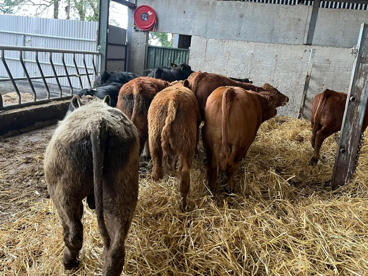 12 super  260 kg continental bulls - Image 1