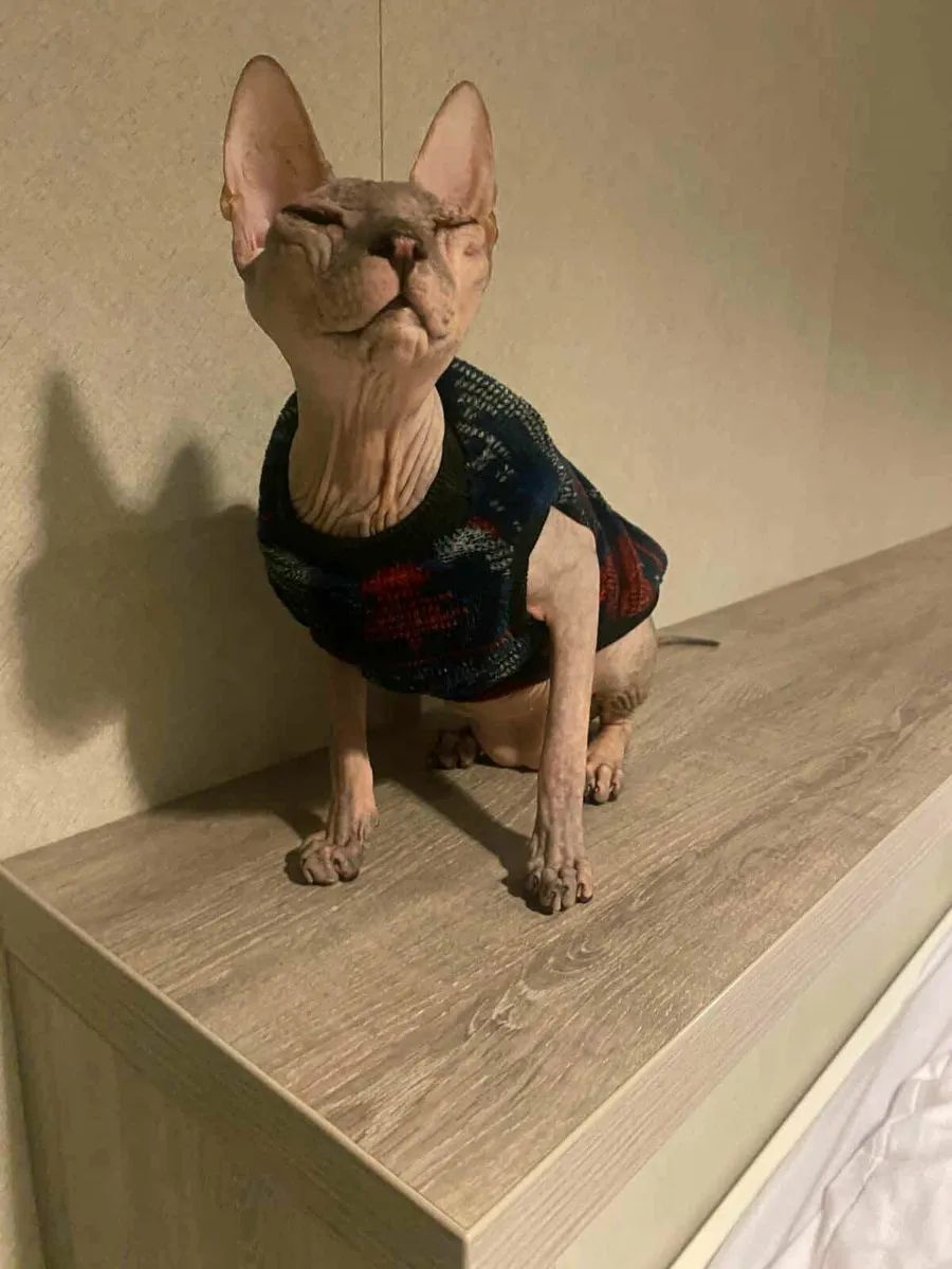 Don Sphynx Daphne, WCF registered, for sale - Image 4