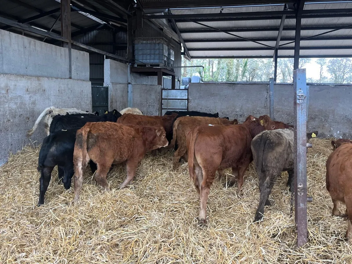 12 super  260 kg continental bulls - Image 2