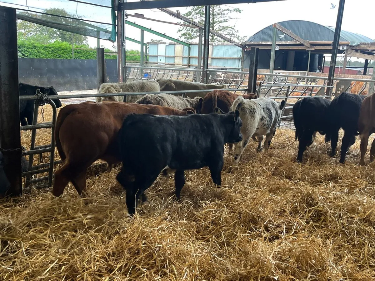 12 super  260 kg continental bulls - Image 3