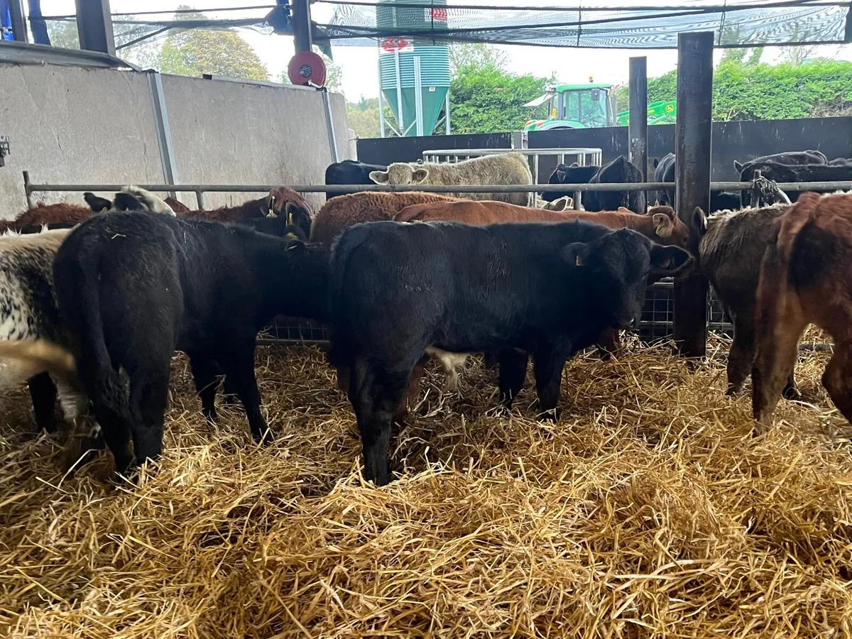 12 super  260 kg continental bulls - Image 4