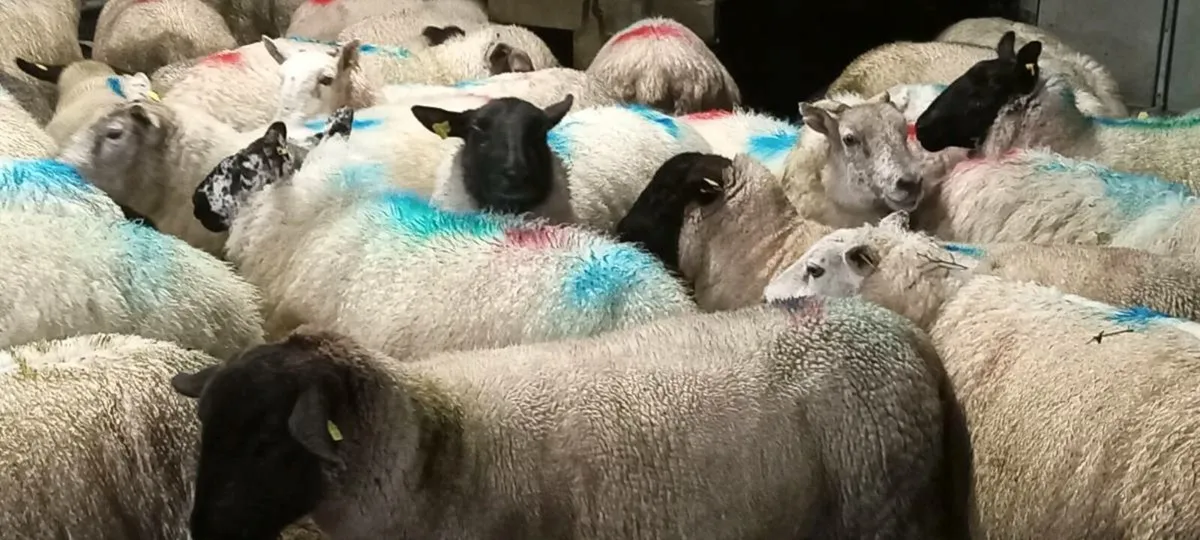 40 quality  genuine ewes running with rams. - Image 3