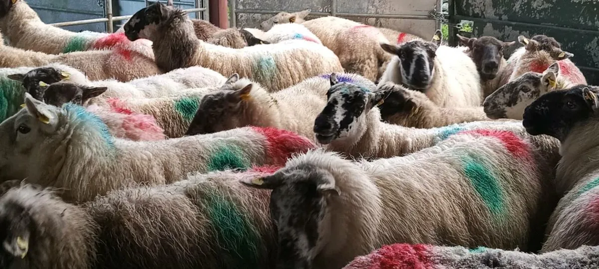 40 quality  genuine ewes running with rams. - Image 4