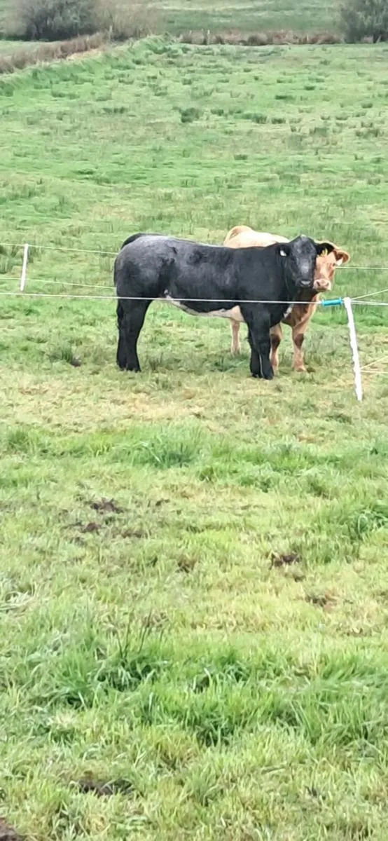 ***show heifer**** - Image 2