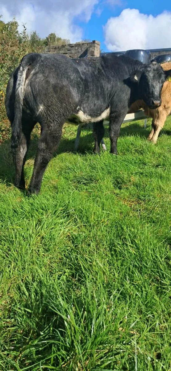 ***show heifer**** - Image 3