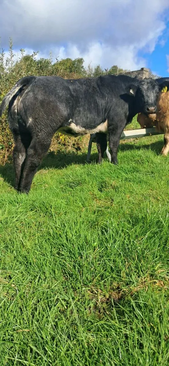 ***show heifer**** - Image 4