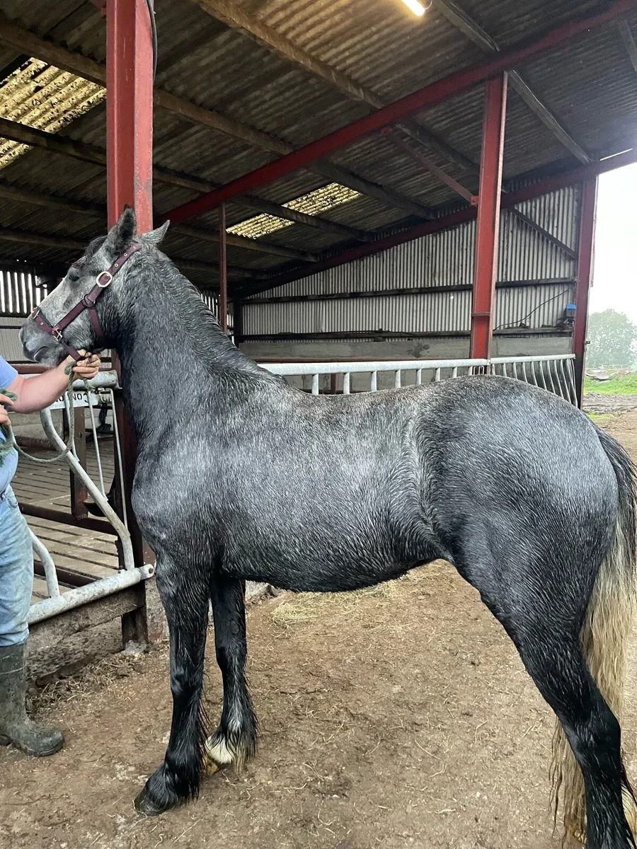 3 year old filly - Image 1