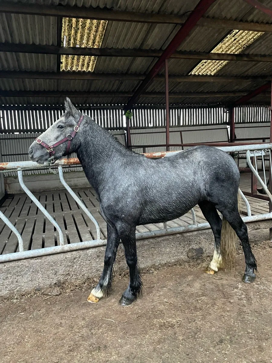 3 year old filly - Image 2