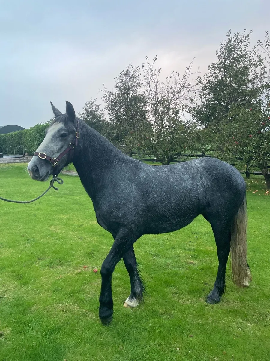 3 year old filly - Image 3