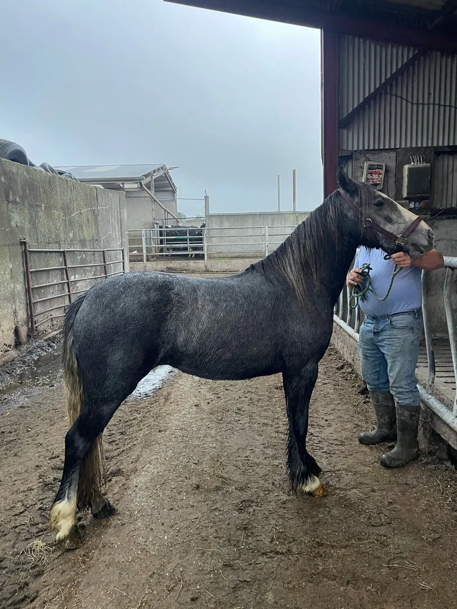 3 year old filly - Image 4