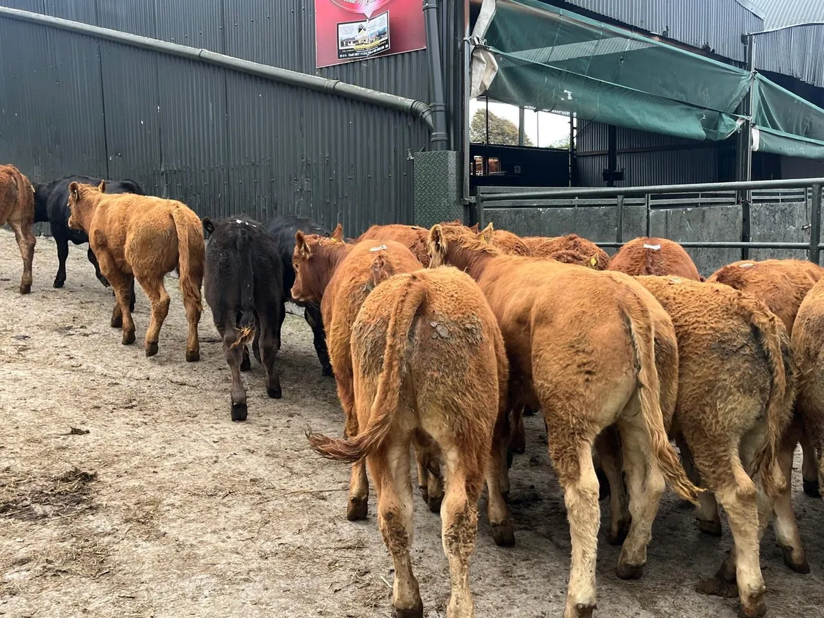 18 super  u grade limosin bulls - Image 1