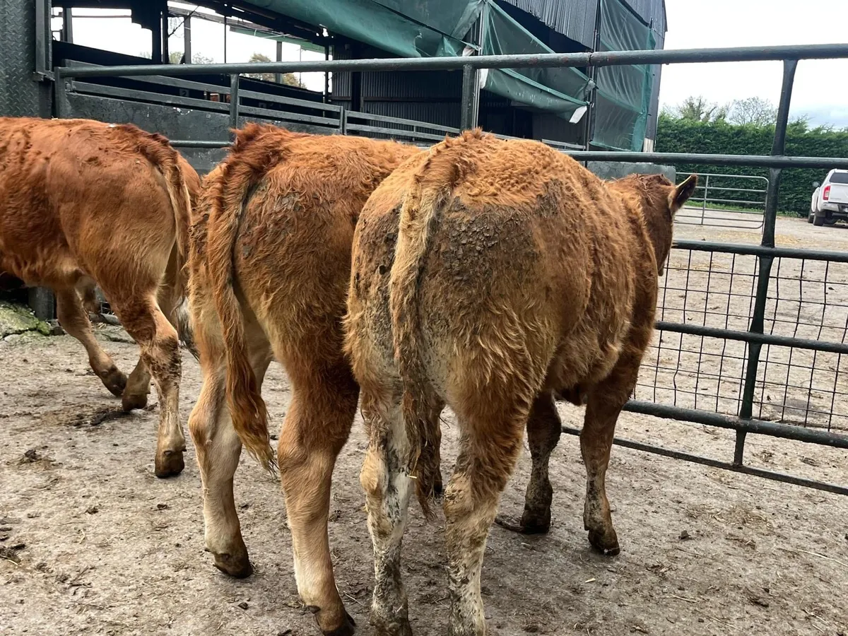 18 super  u grade limosin bulls - Image 2