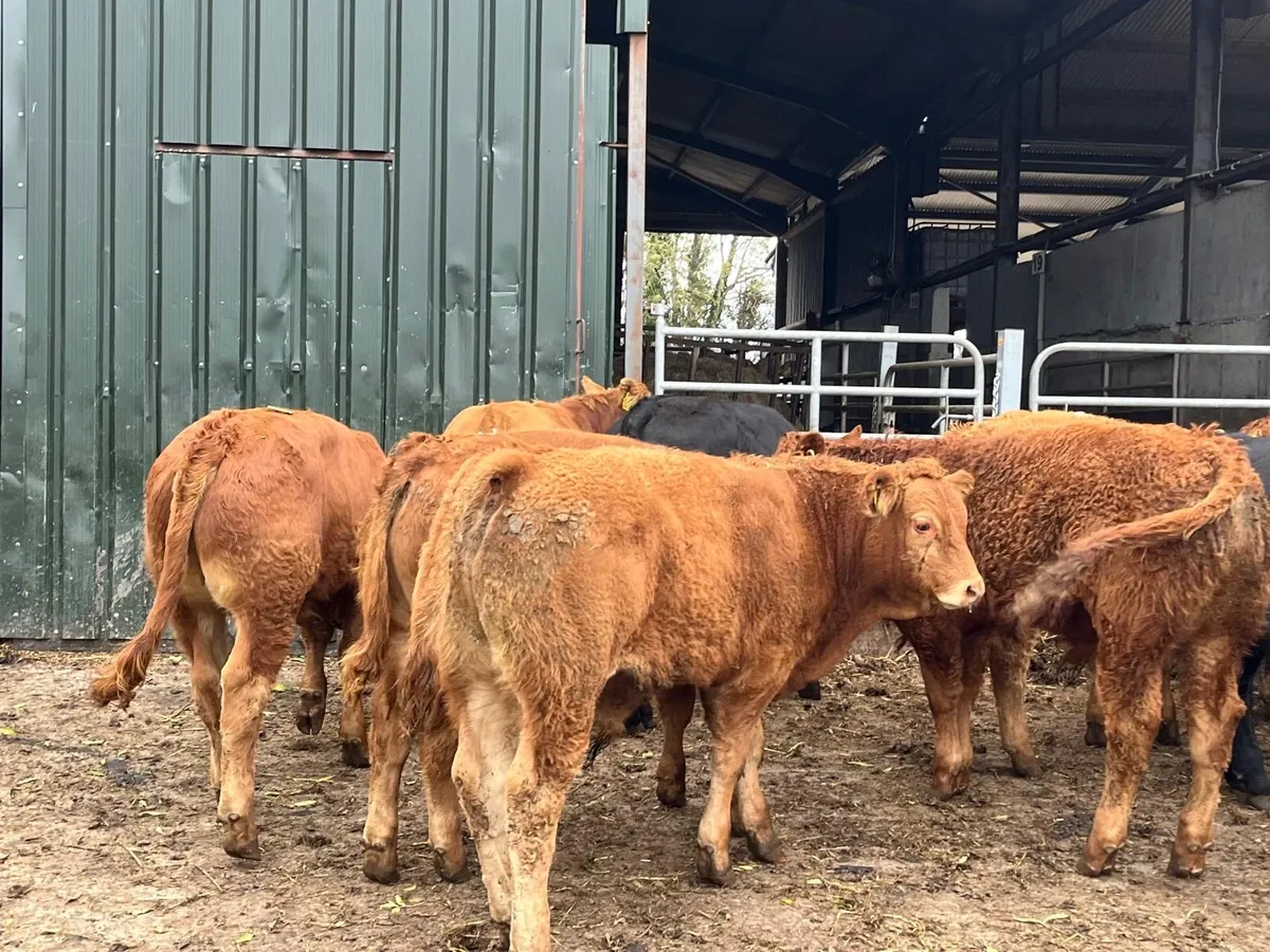 18 super  u grade limosin bulls - Image 3
