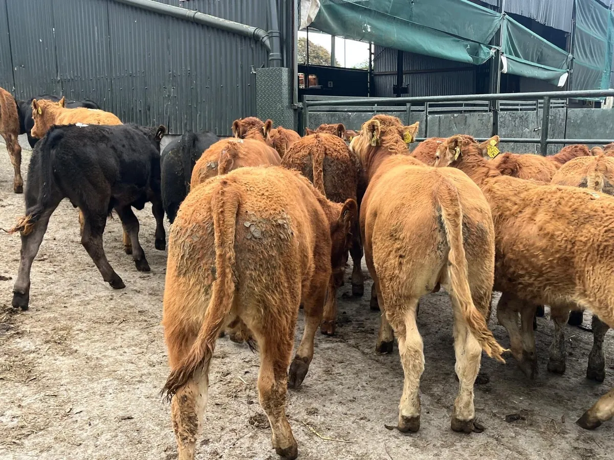 18 super  u grade limosin bulls - Image 4