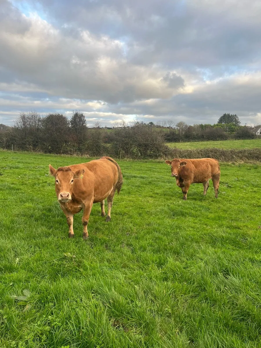 🌟2 quality in calf heifers Balla 11 Oct🌟 - Image 1