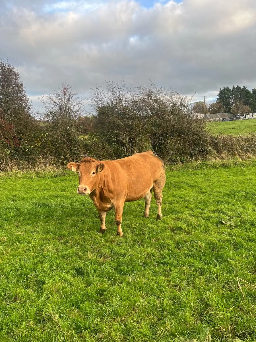 🌟2 quality in calf heifers Balla 11 Oct🌟 - Image 2