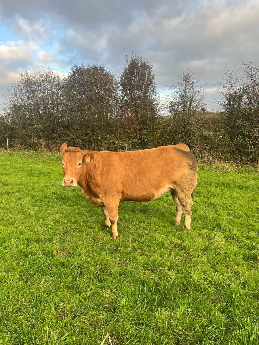 🌟2 quality in calf heifers Balla 11 Oct🌟 - Image 3