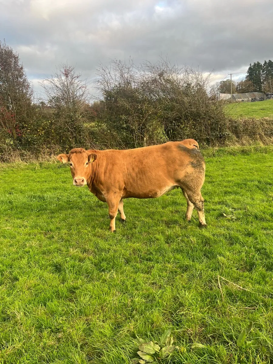 🌟2 quality in calf heifers Balla 11 Oct🌟 - Image 4