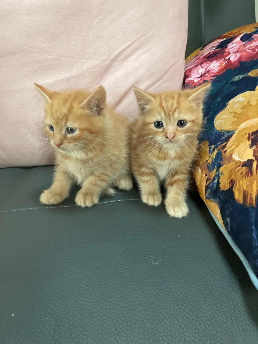 Kittens for sale - Image 1