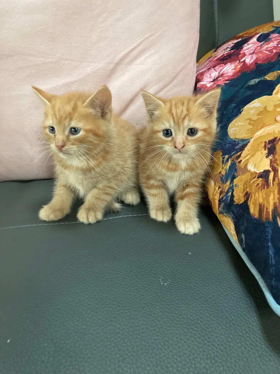 Kittens for sale - Image 2
