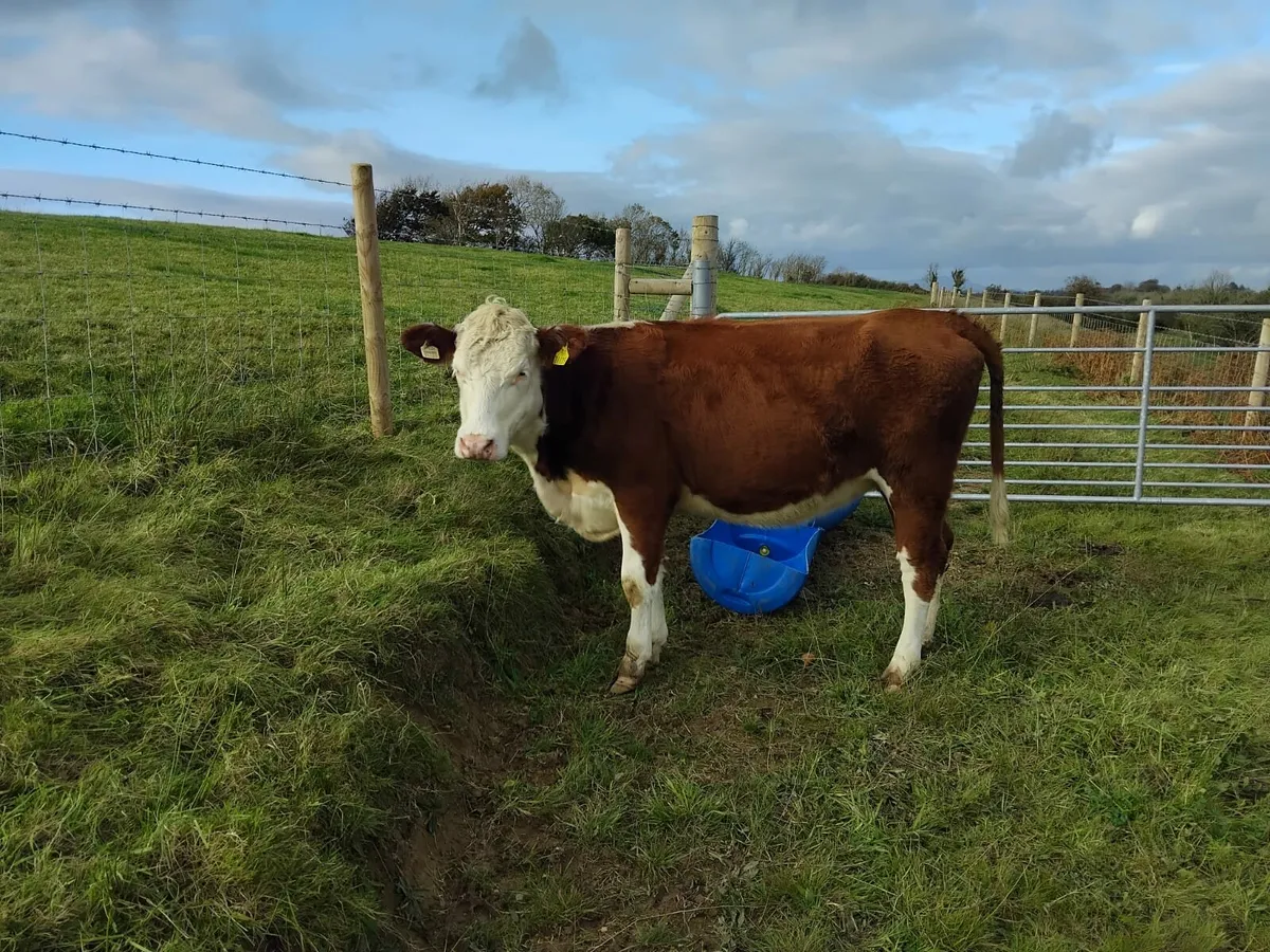Hereford X Beef Heifer - Image 1