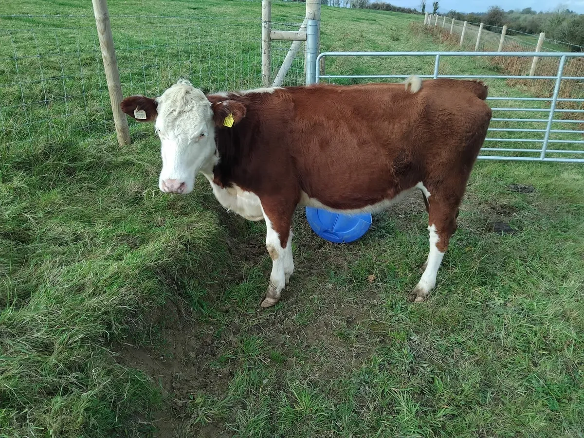 Hereford X Beef Heifer - Image 2