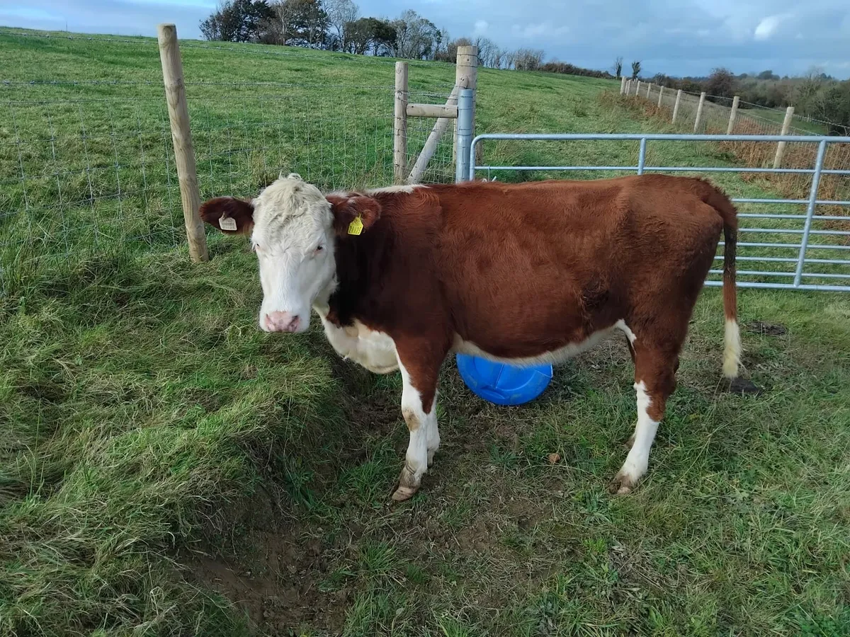 Hereford X Beef Heifer - Image 3